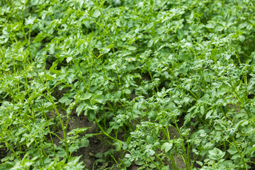 green leafs of potatoes as background
