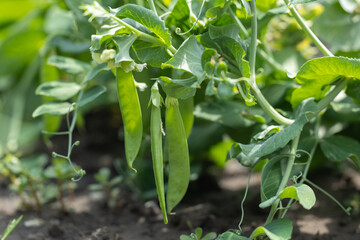 green peas in the garden