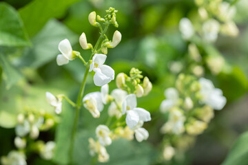 Flowers of green bean on a bush. Beans growing on the field. Plants of flowering beans. snap beans...