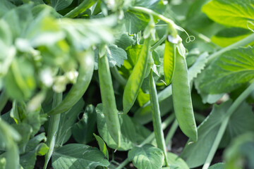 Fototapeta premium green peas in the garden