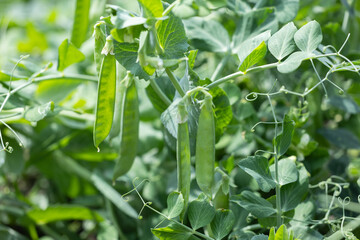 green peas in the garden