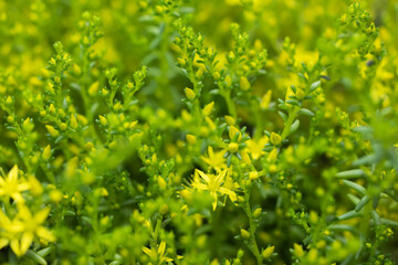 Yellow Sedum acre in garden