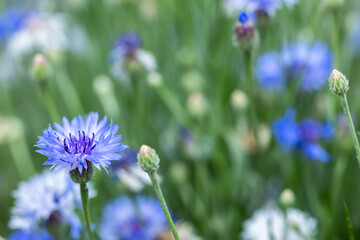 Centaurea. Cornflower blue. Beautiful floral abstract background of nature