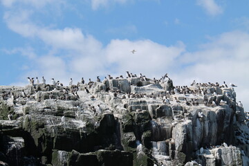 Large Collection of Seabirds on a Coastal Ocean Cliff Top.