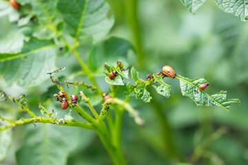 The Colorado potato beetle on potato leaves destroys potato plants