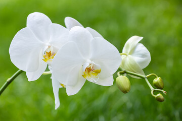 White orchids on the green background