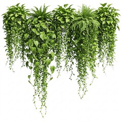 Various green plants with long vines hanging down, isolated on a white