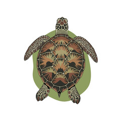 Illustration of a sea turtle with detailed shell pattern against a green background.