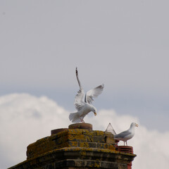 Seagull landing on a  chimney pot