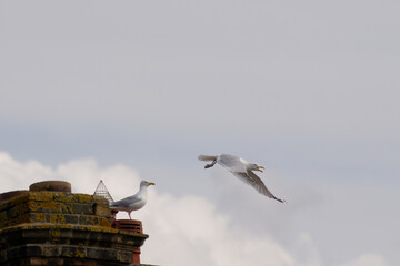 Seagull flying over a chimney pot