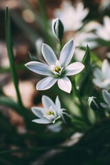 Fototapeta premium Star of Bethlehem wildflower blossoming, delicate white petals revealing intricate floral structure against softly blurred green landscape