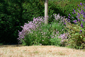 Purple lavender in a summer garden