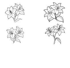 Lily flower line art illustrations flowers floral