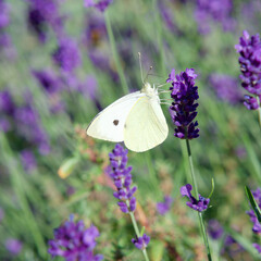 White butterfly on a lavender flower