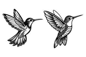Two black and white hummingbirds in flight flying wings