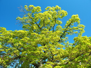 春の新緑のイロハモミジと青空