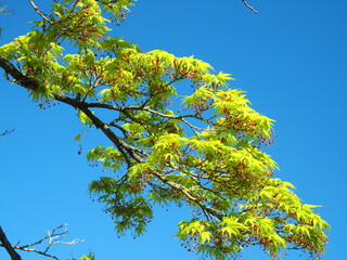 春の新緑のイロハモミジと青空