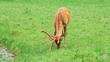 Beautiful Graceful Young Wild Deer Buck Eating Grass at Rural Pasture