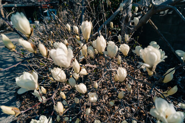 white magnolia in full bloom in japanese spring