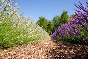 Rows of purple lavender in bloom