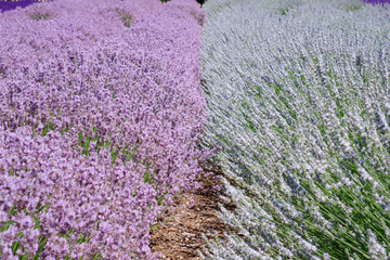 Rows of purple lavender in bloom