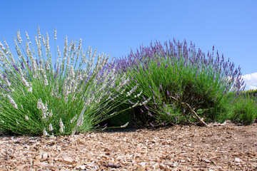 Rows of purple lavender in bloom