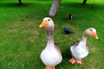 Beautiful gray geese, perigord geese walk on green lawn in summer on goose farm, duck meat, French foie gras delicacy, poultry, farm in village.