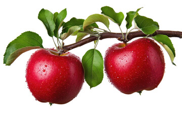Two vibrant red apples on a branch with leaves