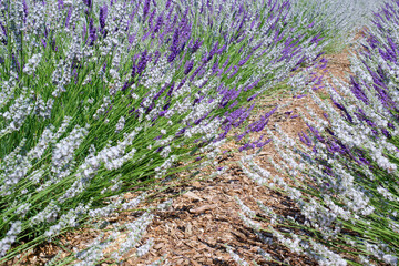 Rows of purple lavender in bloom