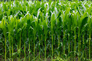 Landscape nature view of young corn trees in the field with green leaves, Full grown maize plants in plantation on countryside, Agriculture industry in Netherlands.