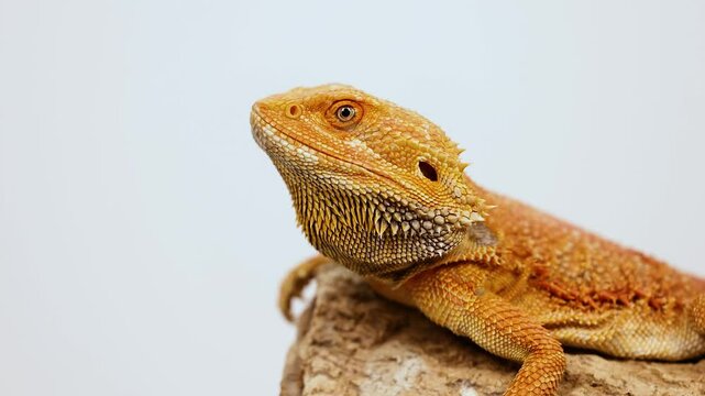 Bearded Dragon Lizard on Rock in Natural Light