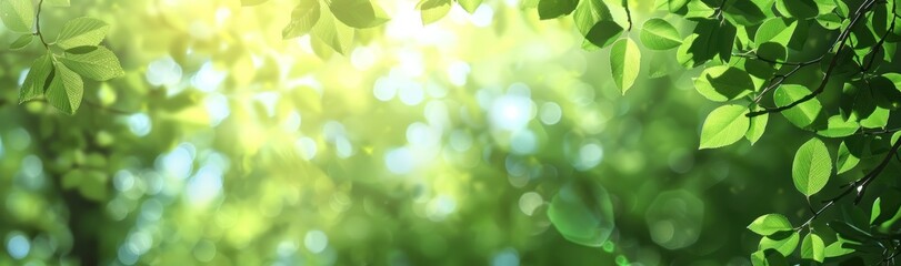 Sunlight filtering through lush green foliage creating a tranquil atmosphere