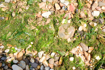 Jelly fish washed up on a beach