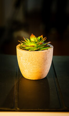 Minimalistic Succulent in Ceramic Pot