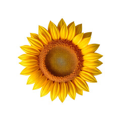 Sunflower isolated on white background with clipping path. Top view.