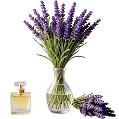 Bottle of perfume and lavender flowers isolated on white background.