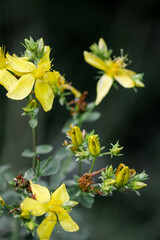 yellow maple leaves
