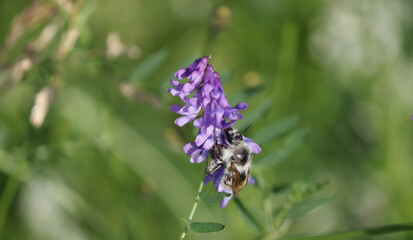 A fluffy beetle on a purple flower