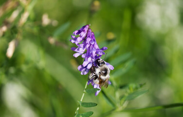 Fluffy beetle on a purple flower background clover