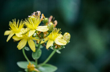 Yellow flowers on a dark green background