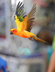 sun conure parrot free flying bird