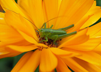 Grashüpfer auf einer Ringelblumenblüte	
