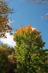 Autumn trees with yellow leaves, vibrant seasonal forest scenery