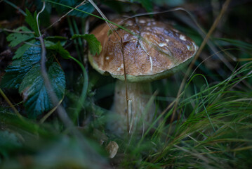 White edible mushroom growing in grass, natural and fresh setting