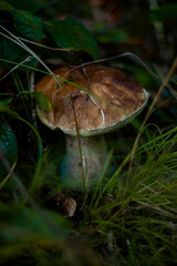 White edible mushroom growing in grass, natural and fresh setting