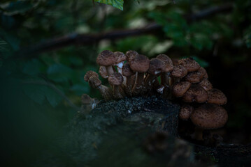 Honey mushrooms growing on a tree stump in forest setting
