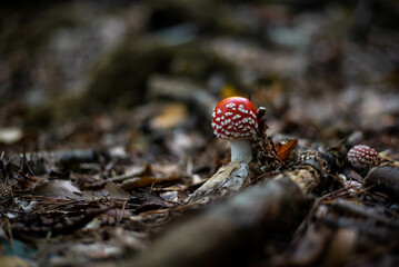 Red fly agaric mushroom in grass, vivid and iconic