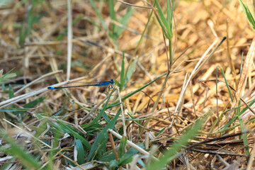 close-up of a blue damselfly on the grass