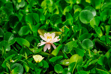 Blossoming lotus flower in pond