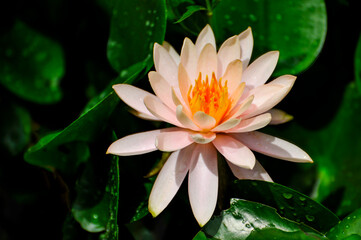 Blossoming lotus flower in pond